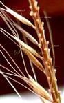   Scaberulous rachis with spikelets and persistent calluses